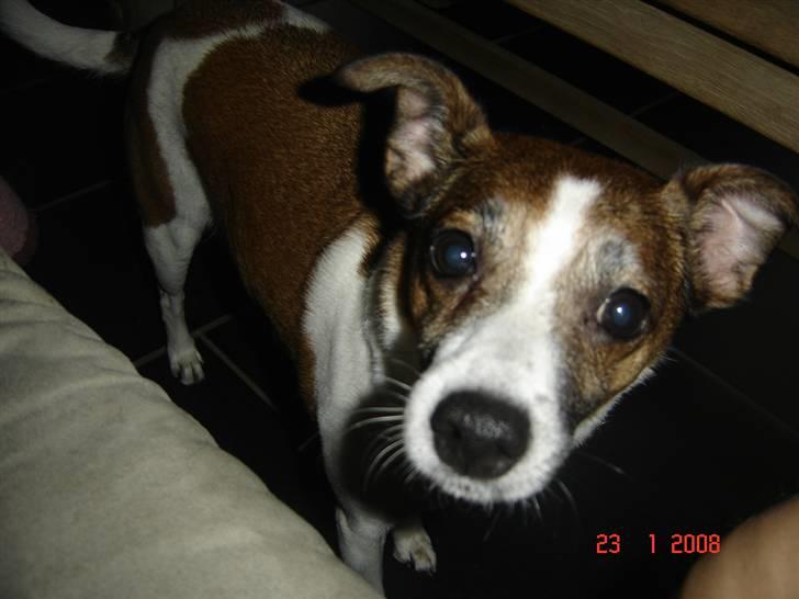 Dansk svensk gaardhund Bibi - Er jeg ikke sød tæt på... billede 11