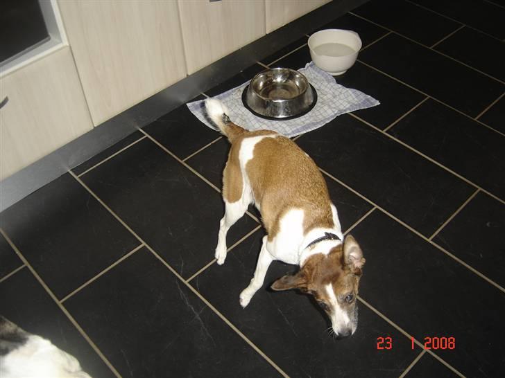 Dansk svensk gaardhund Bibi - Pueha hader når det regner uden for billede 12