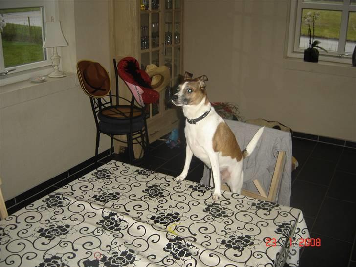 Dansk svensk gaardhund Bibi - Kommer den mad snart billede 13