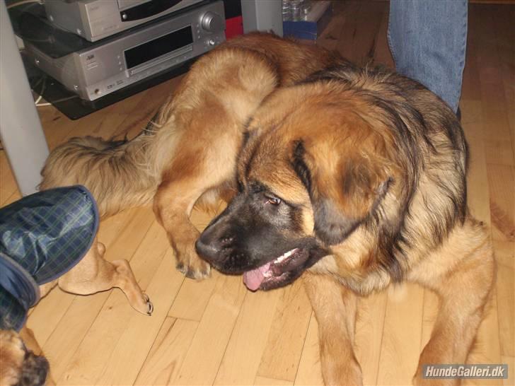 Leonberger Walther *RIP 2018* - December 2007 billede 14