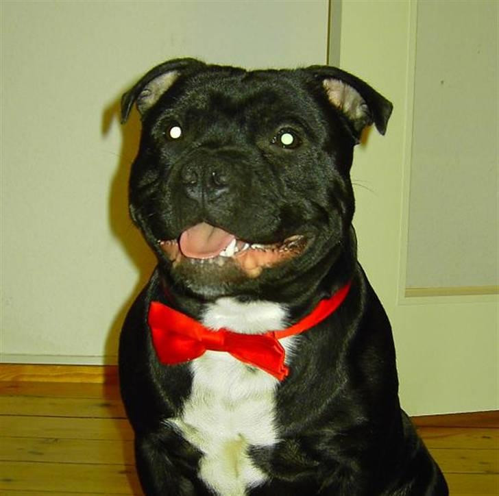 Staffordshire bull terrier Eddie billede 8