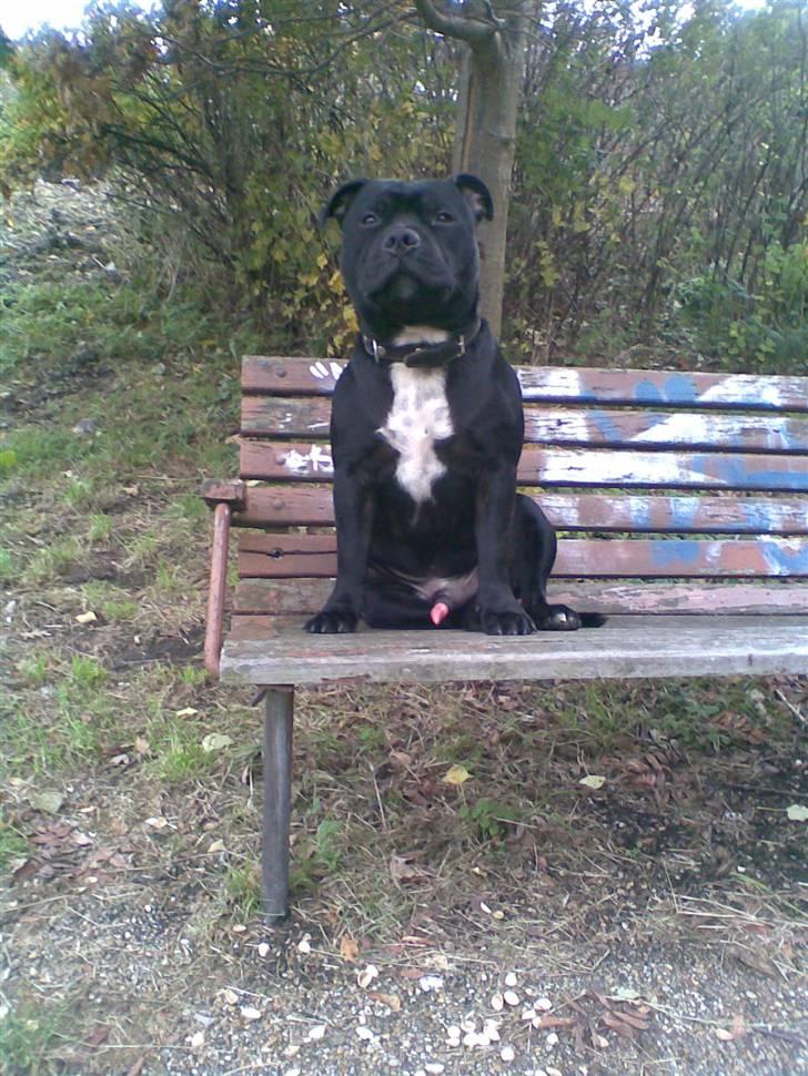 Staffordshire bull terrier Eddie billede 9