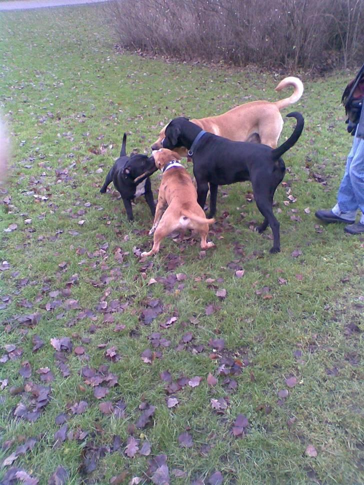 Staffordshire bull terrier Eddie billede 10