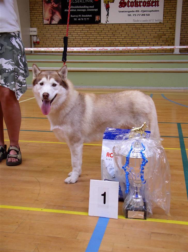 Siberian husky ziemaboras americanbeauty himmel hund billede 17