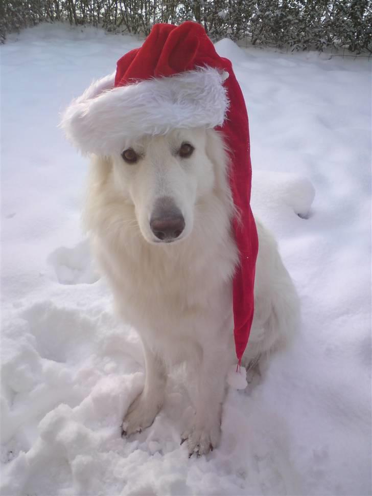 Hvid Schweizisk Hyrdehund Dunkan - Glædelig Jul & Godt Nytår! billede 1