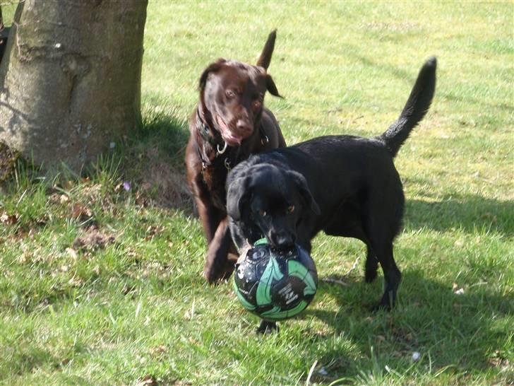 Blanding af racer Sally (sørøveren) - Sally og Victor spiller fodbold. billede 13