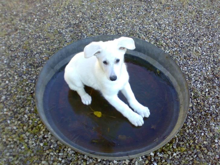 Hvid schæfer Kenzo *RIP* SAVNER DIG - På glatis.. billede 7