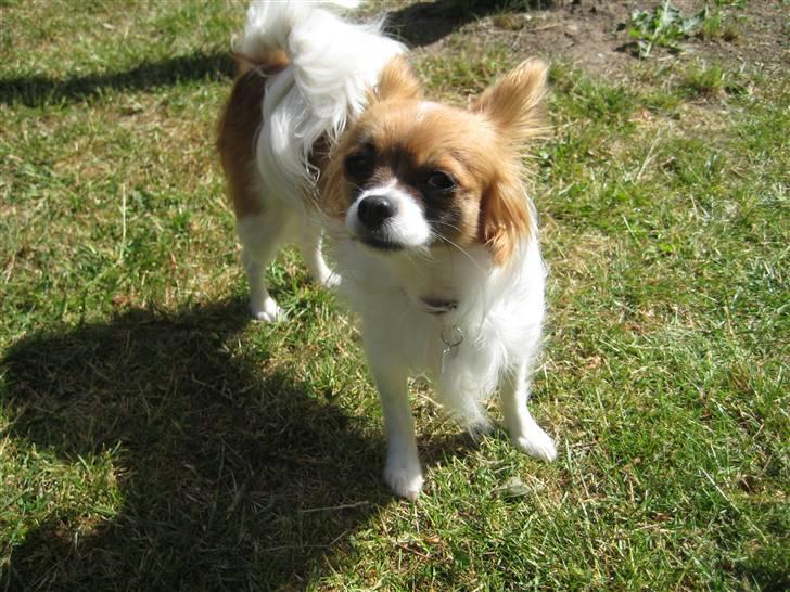 Blanding af racer Chikita billede 14