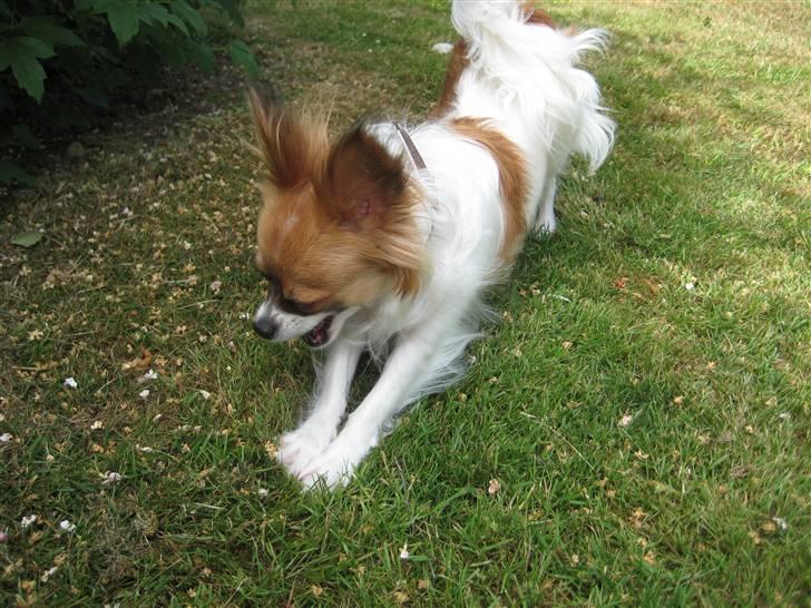 Blanding af racer Chikita billede 15