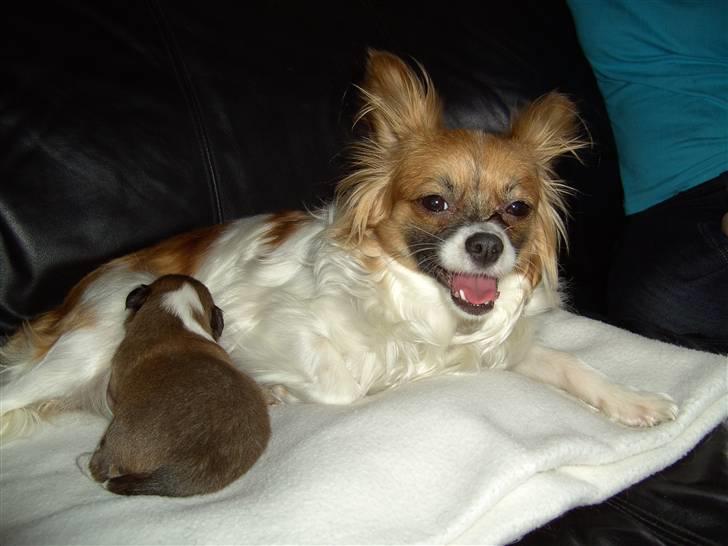 Blanding af racer Chikita - Chikita med  Baloo billede 16