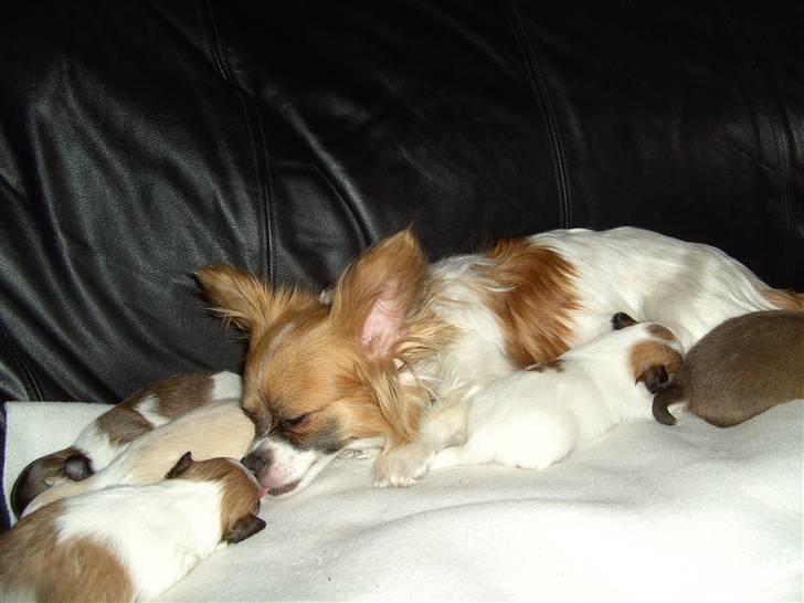 Blanding af racer Chikita - Hvor er det hårdt og være mor til 5 små hvalpe. billede 17