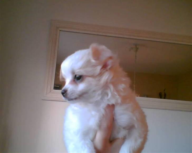 Blanding af racer Chikita - Savner dig lille skat billede 18