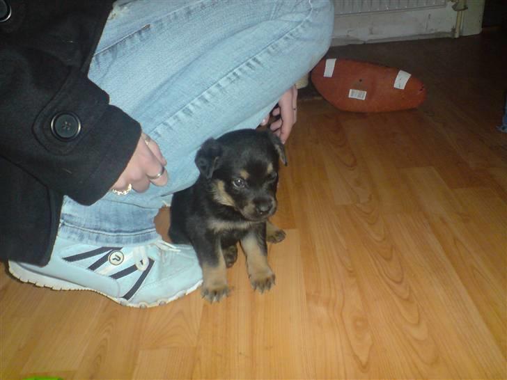 Blanding af racer Maggie - Dejlige lille Maggie (4 uger og 5 dage) billede 9