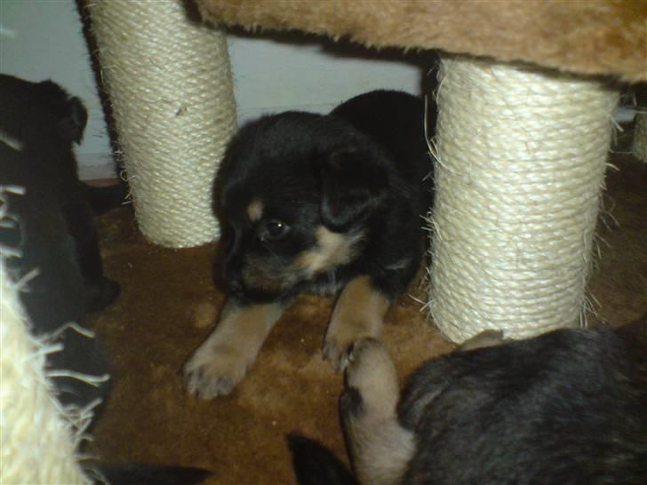 Blanding af racer Maggie - Maggie der lige er stået op (4 uger og 5 dage) billede 10