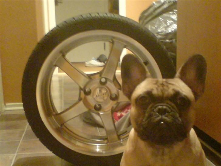 Fransk bulldog Otto - Otto spiller smart :D billede 18