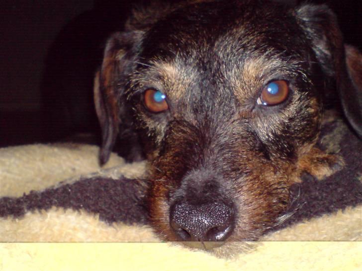 Blanding af racer jensen - verdens bedste små-dyr billede 1