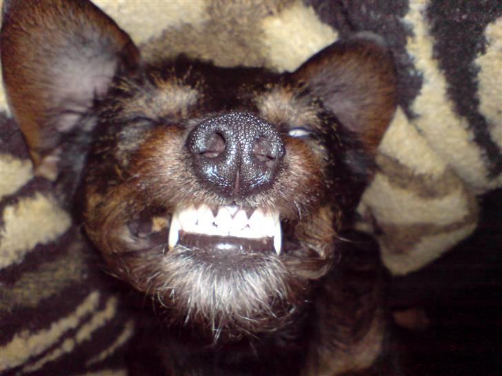 Blanding af racer jensen - farlig hund der ligger og sover billede 2