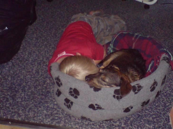 Blanding af racer jensen - vi tar gerne en lur sammen billede 3