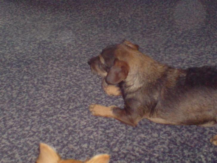 Blanding af racer jensen - har dig i øjet søster billede 4