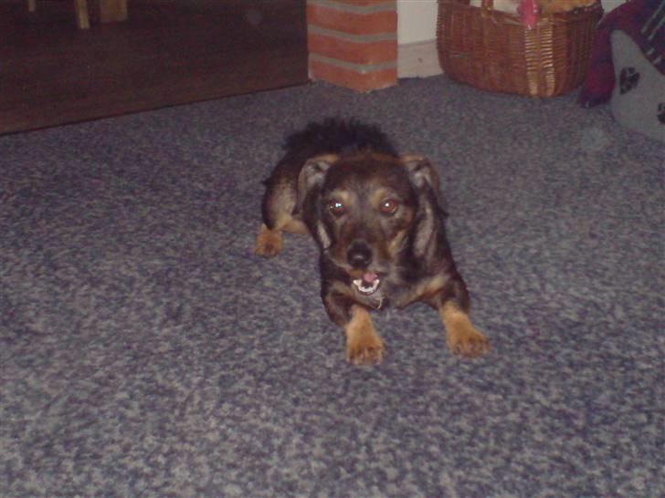 Blanding af racer jensen - ligger her og snuder den billede 5