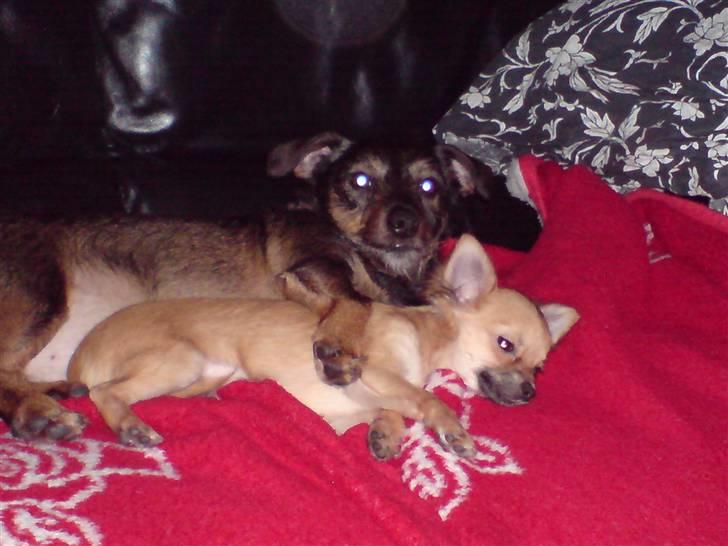 Blanding af racer jensen - jeg passer på min søster billede 6