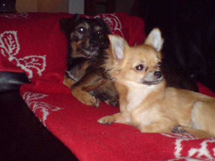 Blanding af racer jensen - kommer der nogen  billede 7