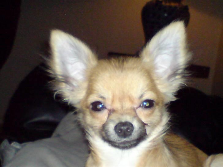 Chihuahua fifi - fifi. billede 1