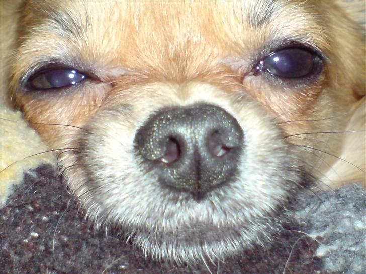 Chihuahua fifi - skal du nu vække mig igen. billede 2