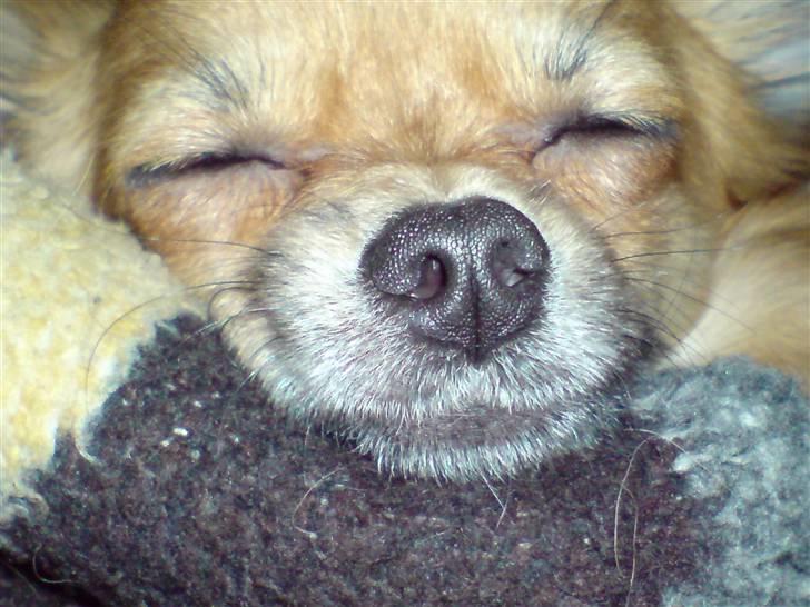 Chihuahua fifi - nå men jeg sover bare.  billede 3