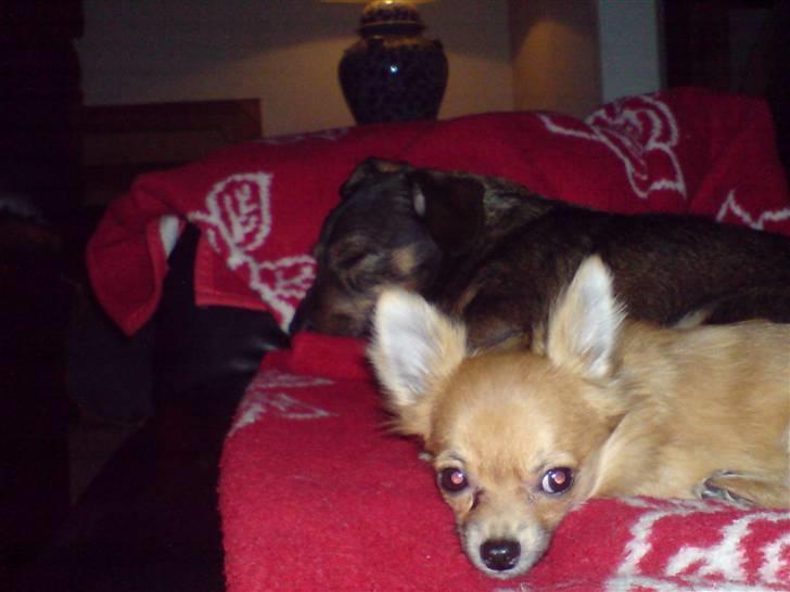 Chihuahua fifi - er det mig i kigger på. billede 4