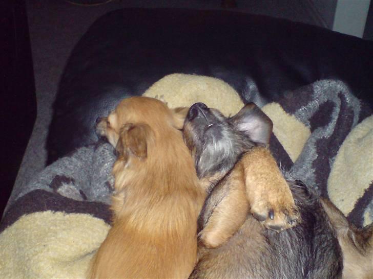 Chihuahua fifi - elsker at sove med min jensen. billede 5