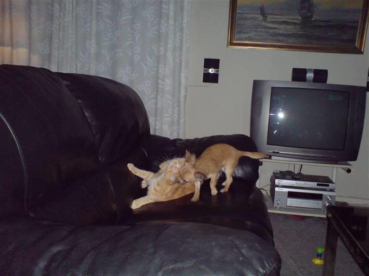 Chihuahua fifi - tar gerne en kamp med min katte ven. billede 6