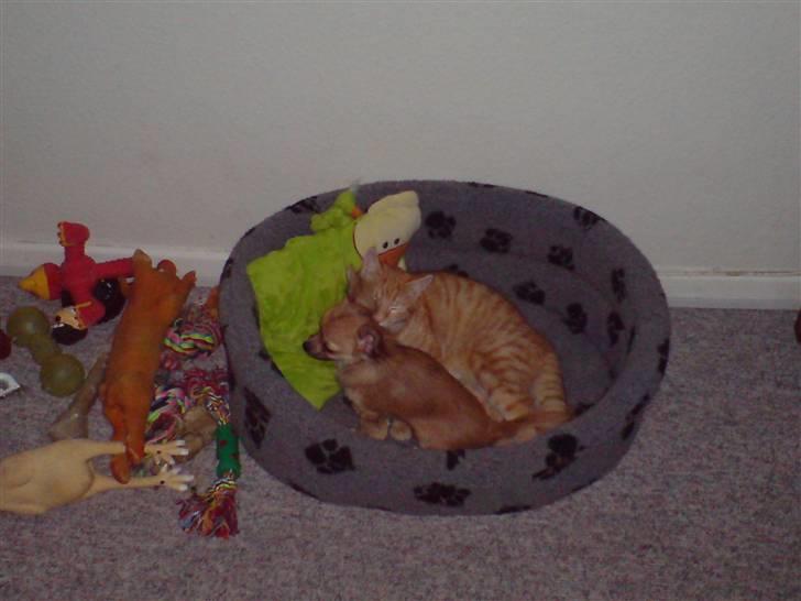 Chihuahua fifi - her får jeg mig en lur med min bedste ven.  billede 7