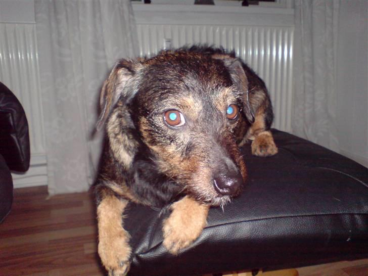 Blanding af racer jensen - jeg er en rigtig far hund. billede 8