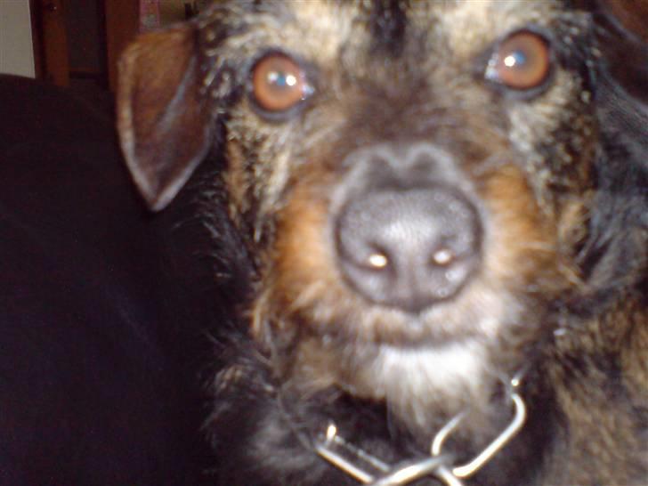 Blanding af racer jensen - er jeg ikke bare fin. billede 9