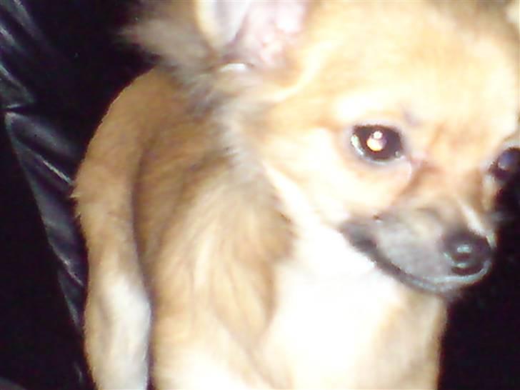 Chihuahua fifi - lige i hopla billede 8