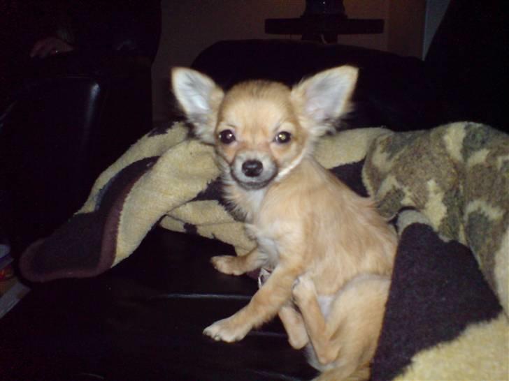 Chihuahua fifi - jeg er der også fin er jeg ikke. billede 9