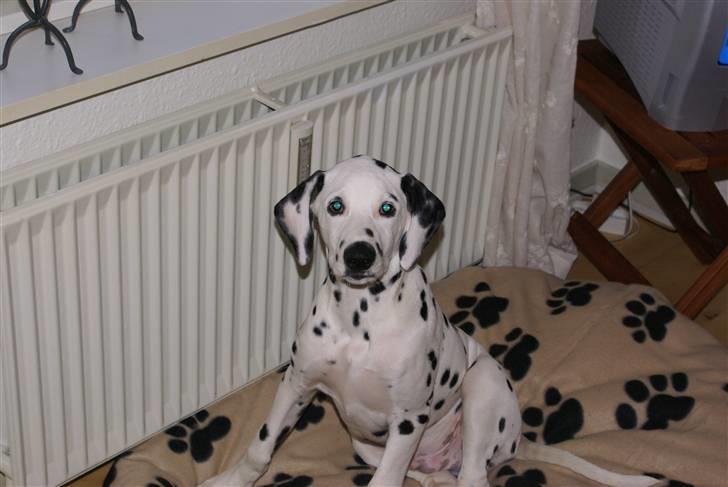 Dalmatiner Akibald R.I.P d. 4/5-2009 billede 4