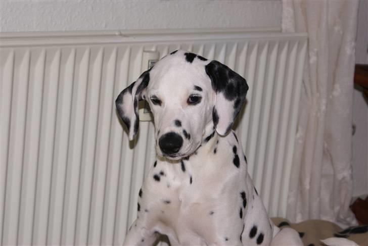 Dalmatiner Akibald R.I.P d. 4/5-2009 billede 5
