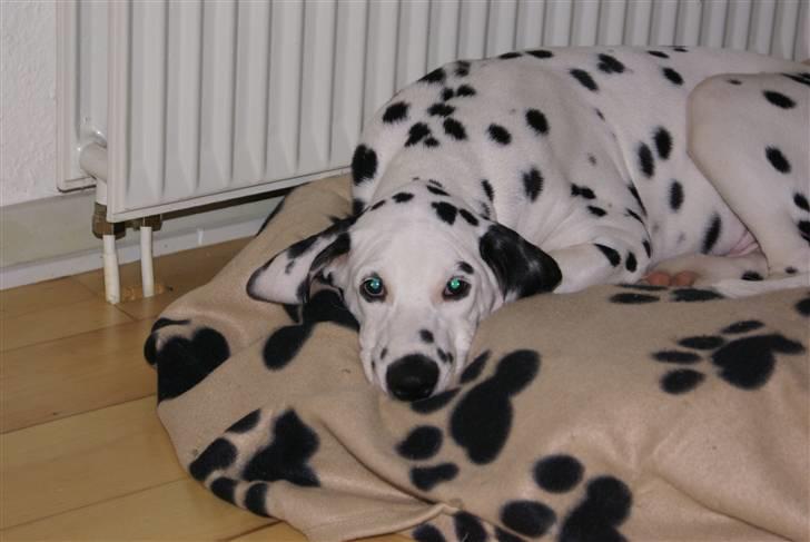 Dalmatiner Akibald R.I.P d. 4/5-2009 billede 6