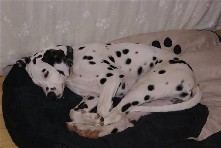 Dalmatiner Akibald R.I.P d. 4/5-2009 billede 7