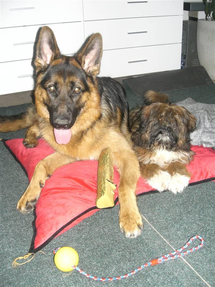 Lhasa apso Otto Fabricius Leisner billede 16