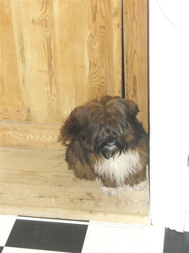 Lhasa apso Otto Fabricius Leisner billede 17