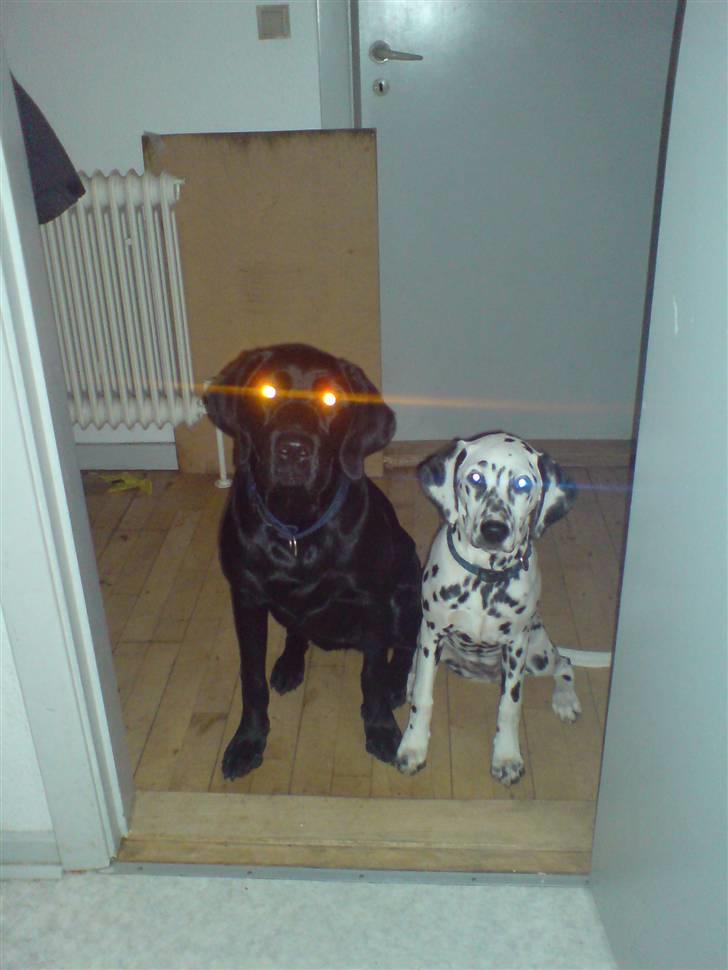 Blanding af racer Jilly - The Baskerville hound!!! - Djævle hund... billede 16