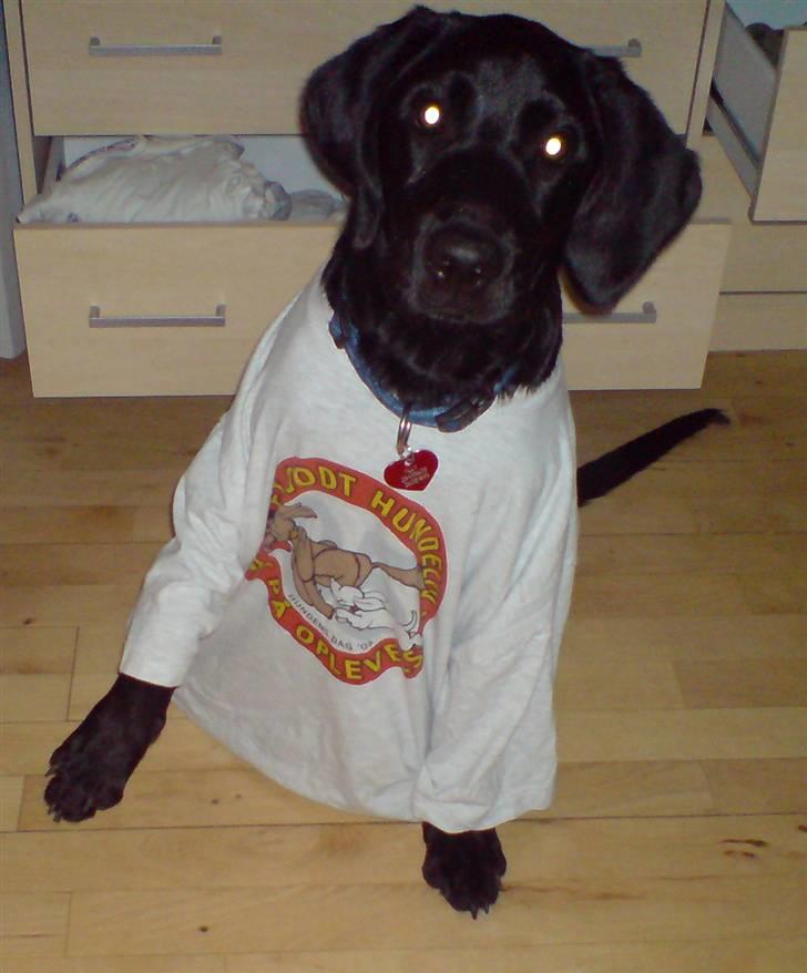 Blanding af racer Jilly - Jilly med "hundens dag" trøje.. Hun er altid så intresseret når vi lægger tøj sammen, så skulle hun da lige prøve ;) billede 17