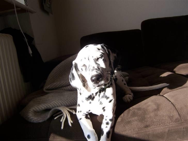 Dalmatiner Gaby - Gaby nyder solen... billede 12