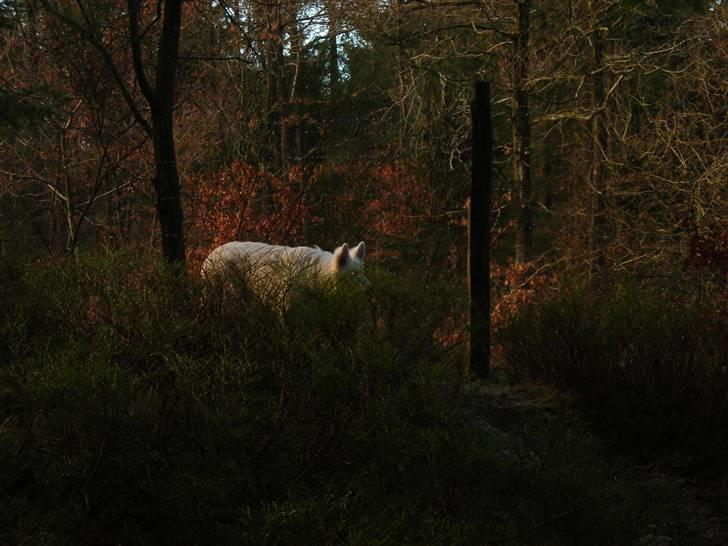 Hvid Schweizisk Hyrdehund Dunkan billede 7