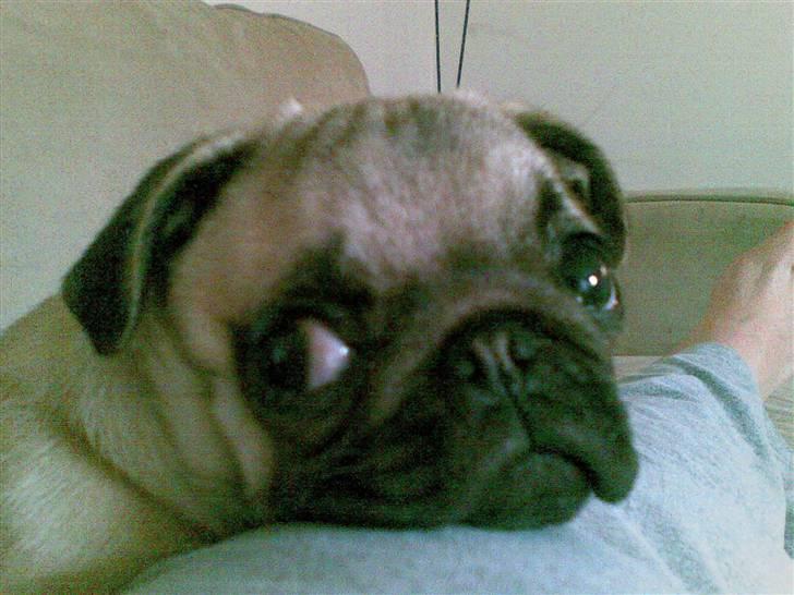 Mops Yvonne (udstationeret) - hvem glor du på? billede 12