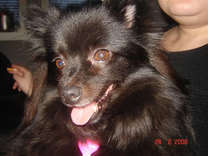 Kleinspitz bekki - hun elsker at side på hos mor  billede 1