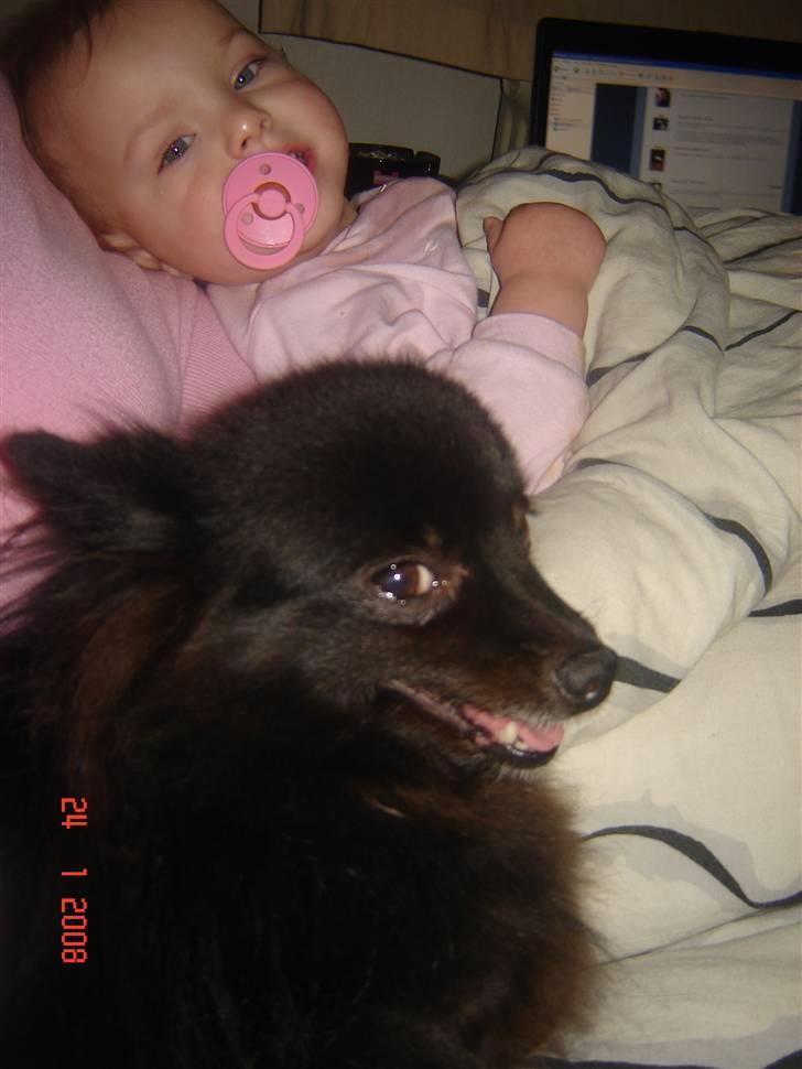 Kleinspitz bekki - ja det så mine 2 største putter ved snart ik hvem der er værts *GG* billede 2